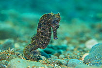Yellow seahorse (Hippocampus kuda) female moves across a pebbly seabed in shallow water. Ambon Bay, Ambon, Maluku Archipelago, Indonesia. Banda Sea, tropical west Pacific Ocean.