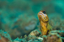 Variable jawfish (Opistognathus variabilis) emerging from its hole in the sea bed, close to a coral reef. Ambon Bay, Ambon, Maluku Archipelago, Indonesia. Banda Sea, tropical west Pacific Ocean.