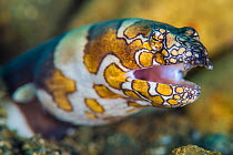 Portrait of a Clown snake eel (Ophichthus bonaparti) emerging from the seabed. Ambon Bay, Ambon, Maluku Archipelago, Indonesia. Banda Sea, tropical west Pacific Ocean.