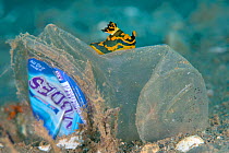 Nudibranch (Tambja gabrielae) crawling on a discarded plastic water bottle, this individual was actually laying its eggs on the far side of the plastic bottle. Ambon Bay, Ambon, Maluku Archipelago, In...