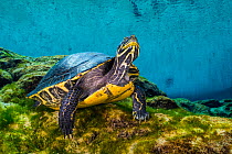 Portrait of a Suwanee cooter (Pseudemys concinna suwanniensis) in a freshwater spring. Gilchrist Blue Springs State Park, High Springs, Florida, USA