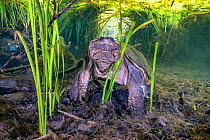 Common snapping turtle (Chelydra serpentina) beneath a canopy of aquatic plants. Ichetucknee Springs State Park, Fort White, Florida, USA