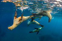 Group of young California sea lions (Zalophus californianus) playing in the sun in the early morning. Santa Barbara Island, Channel Islands. Los Angeles, California, USA. North East Pacific Ocean.
