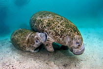 Florida manatee (Trichechus manatus latirostris) baby suckling from its mother. Three Sisters Spring, Crystal River, Florida, USA