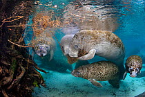 Florida manatees (Trichechus manatus latirostris) females feeding on vegetation that has fallen into the water, while their babies play. Three Sisters Spring, Crystal River, Florida, USA