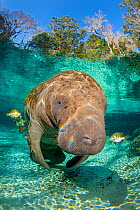 Florida manatee (Trichechus manatus latirostrus) with Blue gill sunfish (Lepomis macrochirus) cleaning it, in a freshwater spring, beneath trees. Three Sisters Spring, Crystal River, Florida, USA