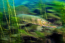 Long exposure of a Pike ( Esox lucius) moving through underwater vegetation. Stoney Cove Lake, Leicestershire, England, UK.
