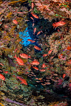 Shoal of a Red Sea soldierfish (Myripristis murdjan) and Sixbar grouper (Cephalopholis sexmaculata) shelter in a coral filled cave. Ras Mohammed National Park, Sinai, Egypt. Red Sea.