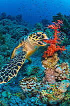 Hawksbill turtle (Eretmochelys imbricata) feeding on red soft coral (Dendronepthya sp.) growing on a coral reef. Ras Mohammed Nation Park, Sinai, Egypt. Red Sea.