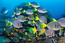 RF - Long exposure of a school of yellowtail surgeonfish (Prionurus punctatus), these fish school to help them access the best feeding areas, which are controlled by aggressive damselfish. Los Islotes...