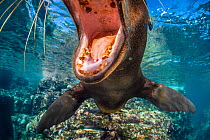 RF - California sea lion (Zalophus californianus) with mouth open close to the camera. The milk teeth of this pup show decay, which is quite usual. Los Islotes, La Paz, Baja California Sur, Mexico. Se...