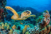 RF - Hawksbill sea turtle (Eretmochelys imbricata) swimming over a coral reef. Whilst a Predatory bandcheek wrasse (Oxycheilinus digrammus) is hiding underneath the turtle to enable it to sneak closer...