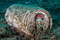 RF - Barred-fin moray (Gymnothorax zonipectis) sheltering in a discarded aluminium drink can. Ambon Bay, Ambon, Maluku Archipelago, Indonesia. Banda Sea, tropical west Pacific Ocean. (This image may b...