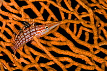 RF - Portrait of a longnose hawkfish (Oxycirrhites typus) living on a sea fan (Annella mollis). Sangeang Island, Sumbawa, Indonesia. Flores Sea (This image may be licensed either as rights managed or...