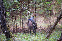 Siberian musk deer (Moschus moschiferus) male foraging, Irkutsk, Russia. October.