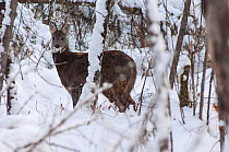 Siberian musk deer (Moschus moschiferus) male in snow, Irkutsk, Russia. December.