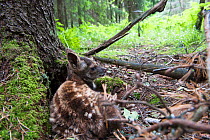 Siberian musk deer (Moschus moschiferus) fawn, Irkutsk, Russia. June.