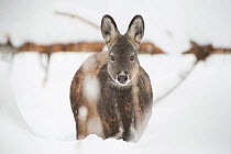 Siberian musk deer (Moschus moschiferus) female in snow,  Irkutsk, Russia. January.