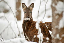 Siberian musk deer (Moschus moschiferus) male in snow, Irkutsk, Russia. January.