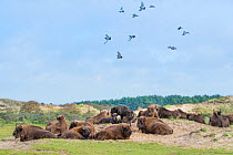 RF -European bison (Bison bonasus) herd resting with Rock pigeon (Columba livia) flock. Zuid-Kennemerland National Park, the Netherlands. Reintroduced species. (This image may be licensed either as ri...