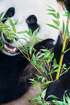 RF - Giant panda (Ailuropoda melanoleuca) feeding on bamboo, captive. (This image may be licensed either as rights managed or royalty free.)