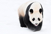 RF - Giant panda (Ailuropoda melanoleuca) in snow, captive. (This image may be licensed either as rights managed or royalty free.)