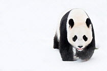 RF - Giant panda (Ailuropoda melanoleuca) in snow, captive. (This image may be licensed either as rights managed or royalty free.)
