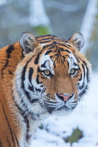 RF - Siberian tiger (Panthera tigris altaica) in snow, captive. (This image may be licensed either as rights managed or royalty free.)