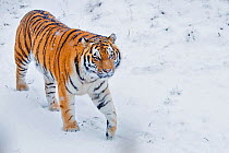 RF - Siberian tiger (Panthera tigris altaica) in snow, captive. (This image may be licensed either as rights managed or royalty free.)