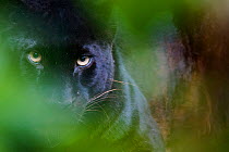 RF - Black panther / melanistic Leopard (Panthera pardus) peering through leaves, captive. (This image may be licensed either as rights managed or royalty free.)