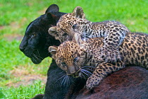 RF - Black panther / melanistic Leopard (Panthera pardus) female with normal spotted cubs playing on her back, captive. (This image may be licensed either as rights managed or royalty free.)