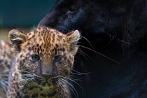 RF - Black panther / melanistic Leopard (Panthera pardus) female with normal spotted cubs,  captive. (This image may be licensed either as rights managed or royalty free.)