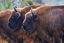 RF -European bison (Bison bonasus) Zuid-Kennemerland National Park, the Netherlands. Reintroduced species   RF (This image may be licensed either as rights managed or royalty free.)