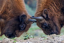 RF -European bison (Bison bonasus) fighitng Zuid-Kennemerland National Park, the Netherlands. Reintroduced species. (This image may be licensed either as rights managed or royalty free.)
