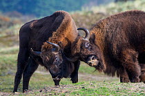 RF -European bison (Bison bonasus) fighitng Zuid-Kennemerland National Park, the Netherlands. Reintroduced species. (This image may be licensed either as rights managed or royalty free.)