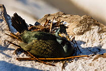 European shag or common shag (Phalacrocorax aristotelis) on nest. Hornoya birdcliff, Vardo, Norway. March
