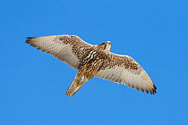 Gyrfalcon (Falco rusticolus). Hornoya birdcliff, Vardo, Norway. March