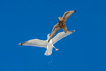 Gyrfalcon (Falco rusticolus) attacked by Herring gull (Larus argentatus). Hornoya birdcliff, Vardo, Norway. March