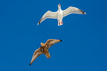 Gyrfalcon (Falco rusticolus) with  Herring gull (Larus argentatus) chasing it off,  Hornoya birdcliff, Vardo, Norway. March