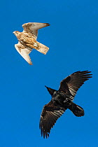 Gyrfalcon (Falco rusticolus) chased by Raven (Corvus corax). Hornoya birdcliff, Vardo, Norway. March