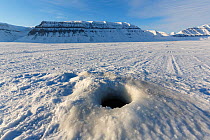 Ringed seal (Pusa hispida) breathing hole. Tempelfjorden, Svalbard, Norway. April