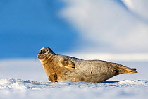Ringed seal (Pusa hispida) by 'escape' hole in the sea ice. Tempelfjorden, Svalbard, Norway. April