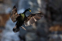 European / Common shag (Phalacrocorax aristotelis) landing and calling, Hornoya birdcliff, Vardo, Norway. March