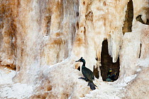 European shag or common shag (Phalacrocorax aristotelis) on  breeding cliff, covered with  ice. Hornoya birdcliff, Vardo, Norway. March