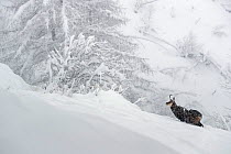 RF- Alpine chamois (Rupicapra rupicapra) in winter landscape during heavy snowfall, Gran Paradiso National Park, Italy. March. (This image may be licensed either as rights managed or royalty free.)