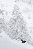 RF- Alpine chamois (Rupicapra rupicapra) in winter landscape during heavy snowfall, Gran Paradiso National Park, Italy. March. (This image may be licensed either as rights managed or royalty free.)