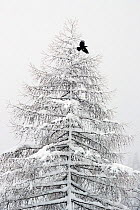 RF- Carrion crow (Corvus corone) flying from a snow covered pine tree in a winter landscape. Valsavarenche, Gran Paradiso NP, Italy, March. (This image may be licensed either as rights managed or roya...