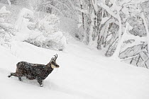 RF- Alpine chamois (Rupicapra rupicapra) in winter landscape during heavy snowfall. Valsavarenche, Gran Paradiso National Park, Italy. March (This image may be licensed either as rights managed or roy...