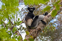 RF- Indri (Indri indri) adult sitting in a tree, Maromizaha Reserve, Andasibe Mantadia area, eastern Madagascar. (This image may be licensed either as rights managed or royalty free.)
