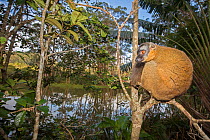 RF- Common brown lemur (Eulemur fulvus) perched in a tree, Vakona island, Andasibe area, Madagascar. Captive (This image may be licensed either as rights managed or royalty free.)